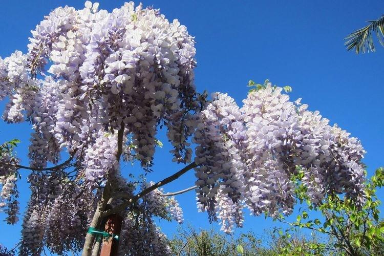 Glycine - photo
