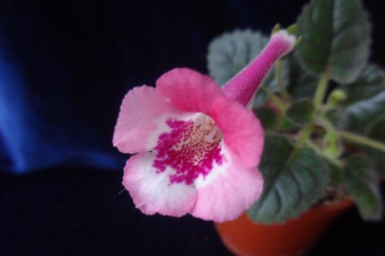 Minuscule Gloxinia - Types de Gloxinia