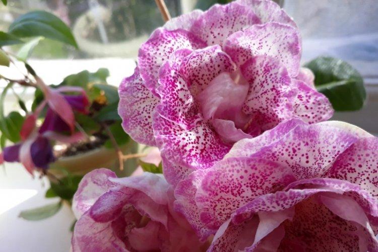 Température - Gloxinia Care