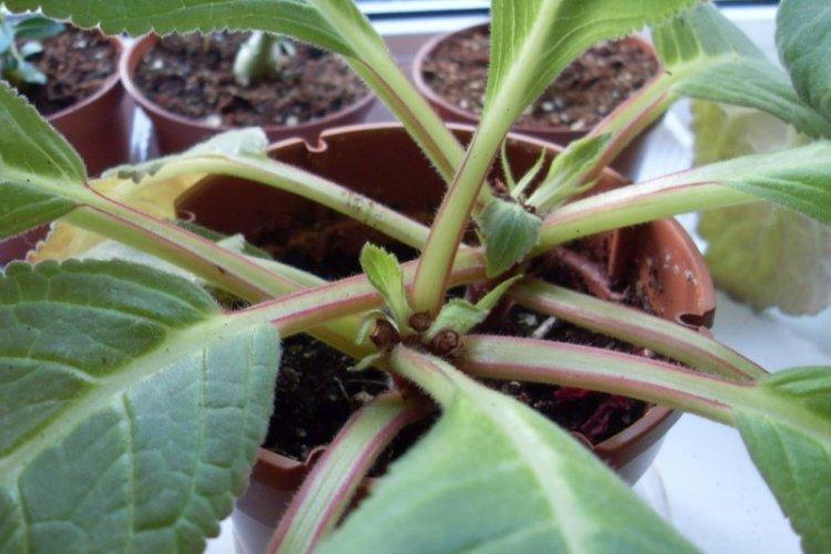 Soins post-floraison - Gloxinia Care