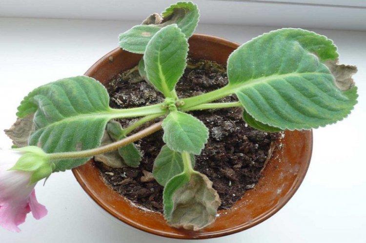 Lutte contre les parasites et les maladies - Gloxinia