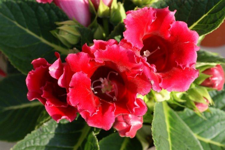 Gloxinia - photo
