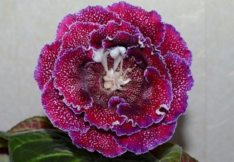 Gloxinia - photo
