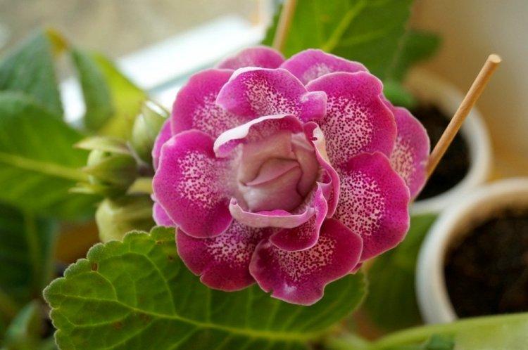 Gloxinia - photo
