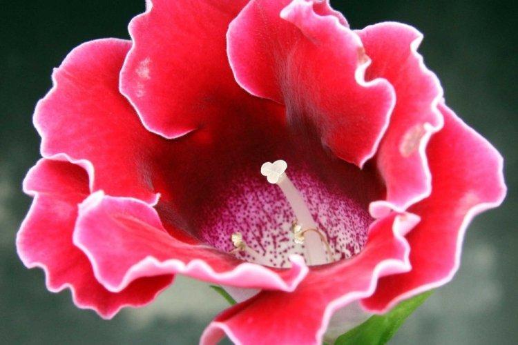 Gloxinia - photo