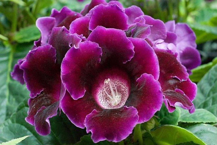 Gloxinia - photo