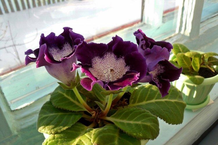 Gloxinia - photo