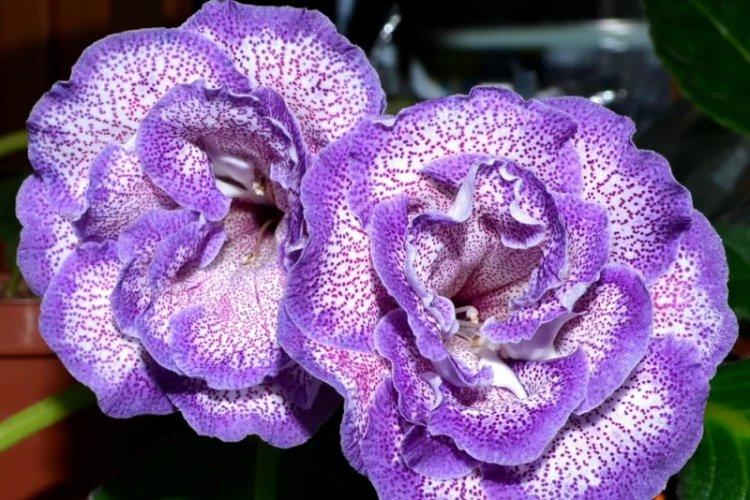 Gloxinia - photo