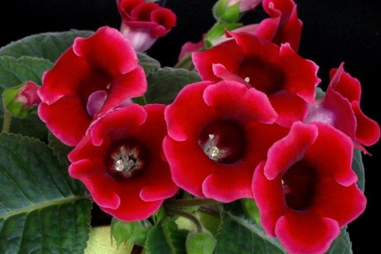 Gloxinia - photo