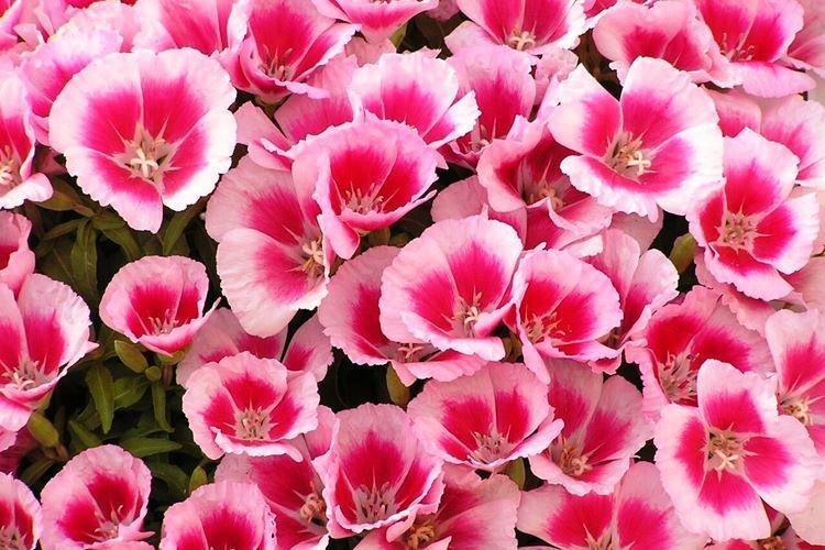 Informations générales - Godezia