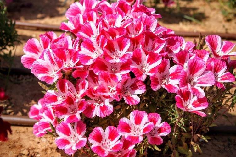 Adorable Godetia - Types de Godetia