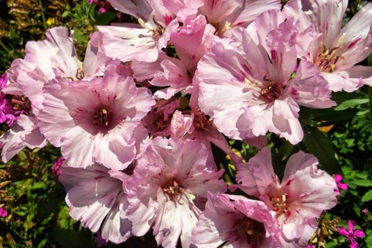 Godetia Terry - Types de Godetia