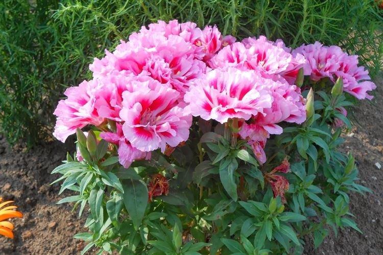 Température et éclairage - Godetia Care