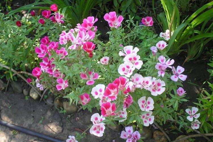 Transplantation et Reproduction - Godetia Care