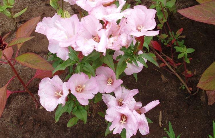 Élagage - Godetia Care