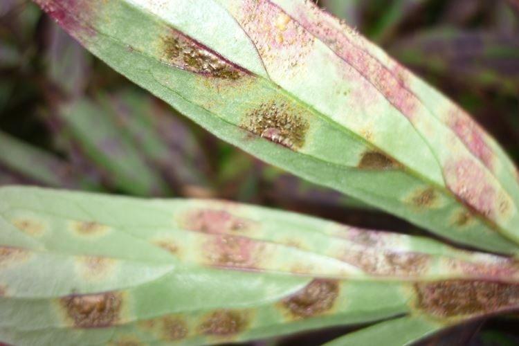 Lutte contre les parasites et les maladies - Godezia