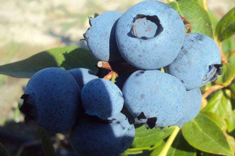 Description et caractéristiques de la variété - Blueberry Bluecrop