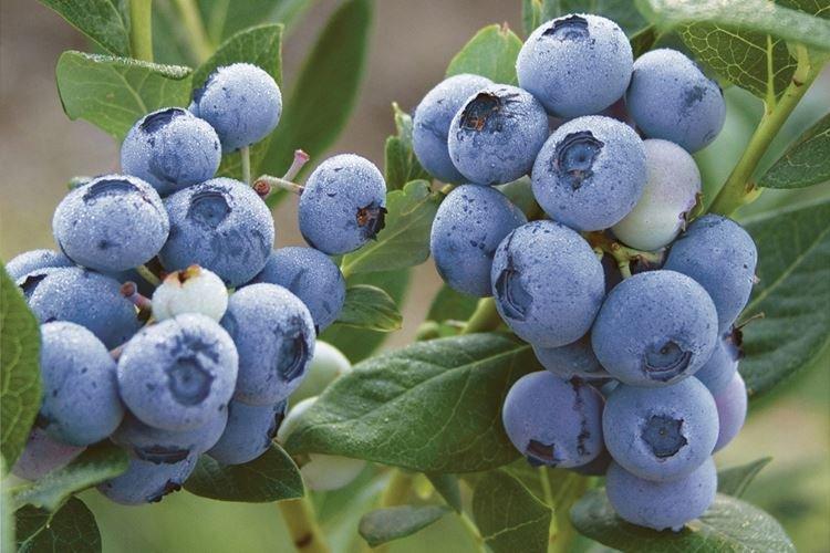 Température - Blueberry Care Bluecrop