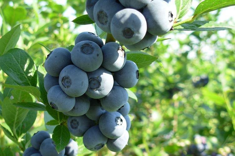 Top dressing - Soins aux bleuets Bluecrop