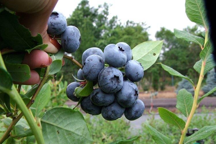 Taille - Blueberry Care Bluecrop