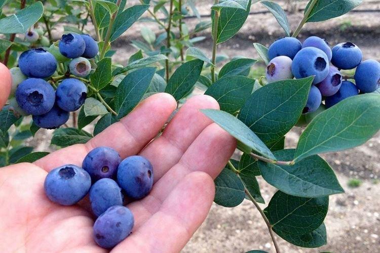 Récolte - Blueberry Care Bluecrop