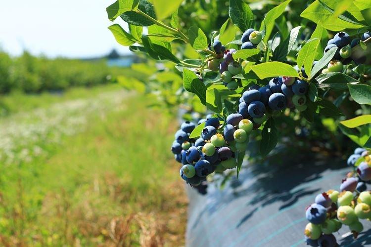 Planter des bleuets Bluecrop