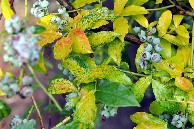 Maladies et ravageurs - Blueberry Bluecrop