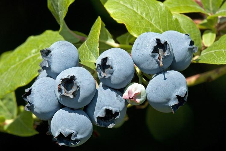 Arrosage - Blueberry Care Patriot