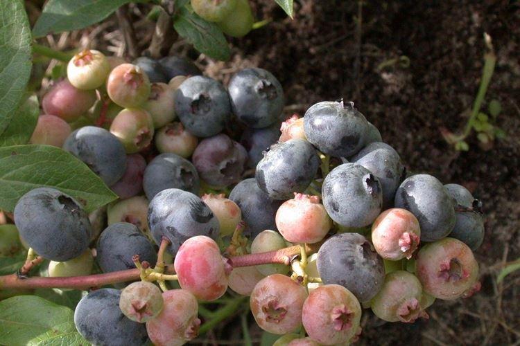 Top dressing - Soins aux bleuets Patriot