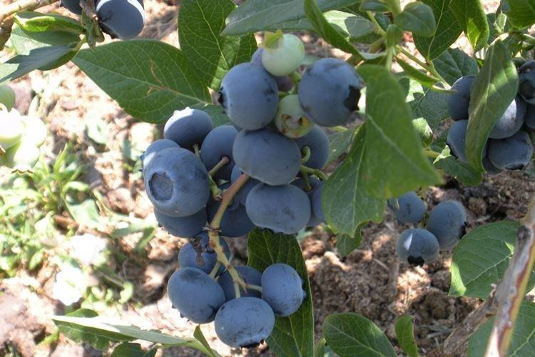 Reproduction - Blueberry Care Patriot