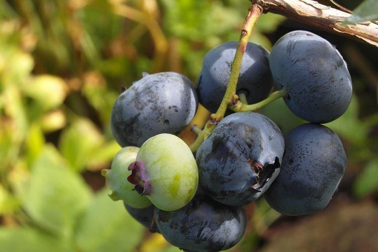 Élagage - Blueberry Care Patriot