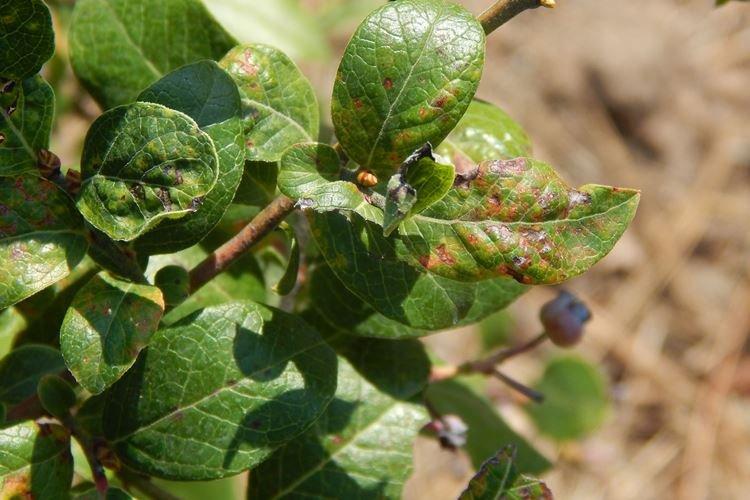 Lutte contre les parasites et les maladies - Blueberry Patriot