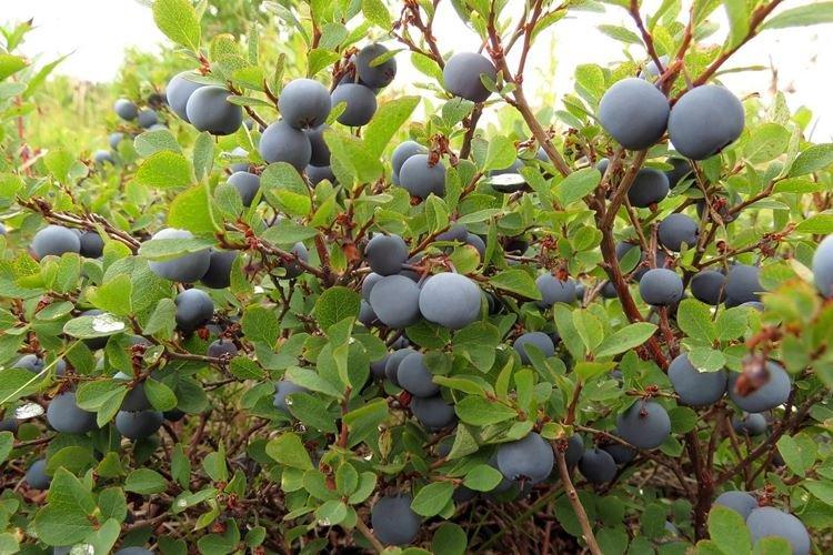 Description et caractéristiques - Myrtille