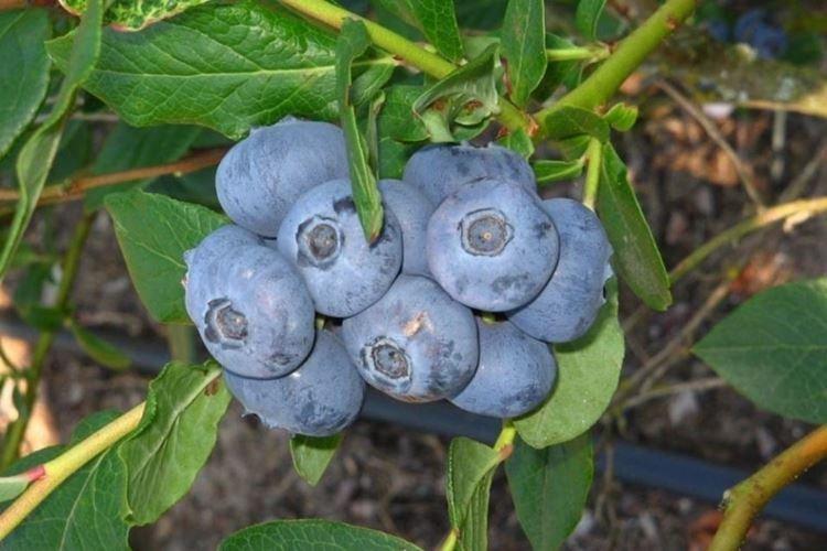 Patriot - Variétés de bleuets