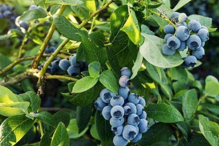 Bluecrop - Variétés de bleuets