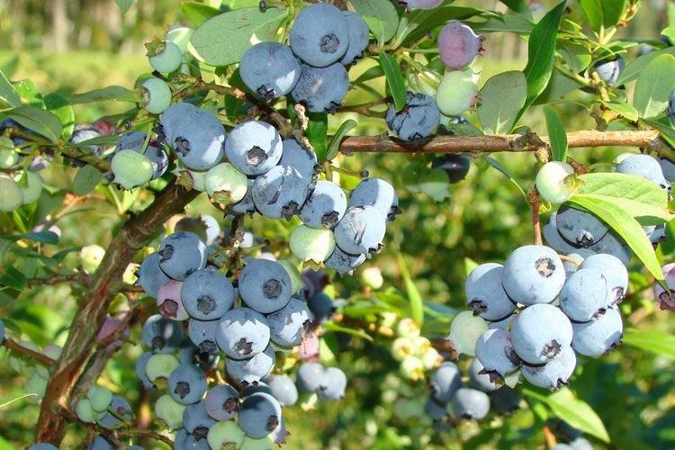 Hardible - Variétés de bleuets