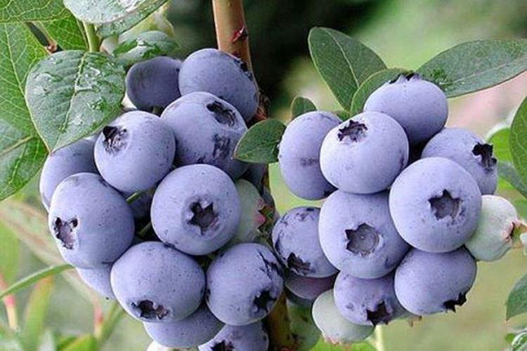 Duke - Variétés de myrtilles