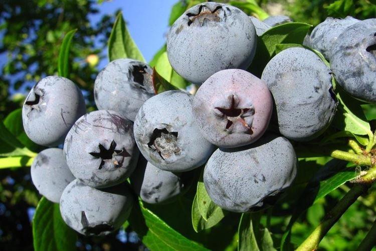 Bonus - Variétés de bleuets