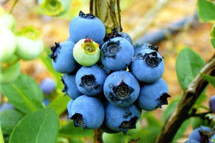 Northland - Variétés de bleuets