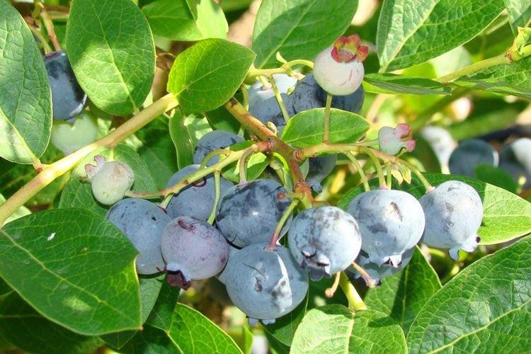 Myrtille - Variétés de myrtilles