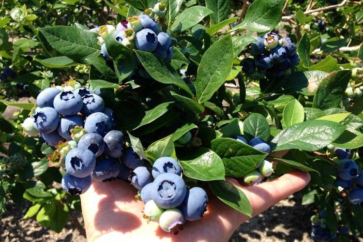 Spartan - Variétés de myrtilles