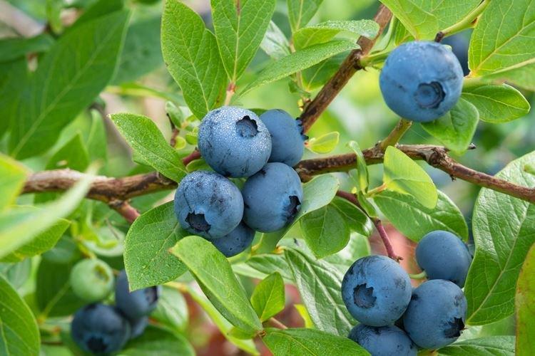 Arrosage - Soins aux bleuets