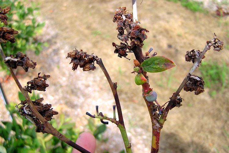Maladies et ravageurs des myrtilles - comment y faire face