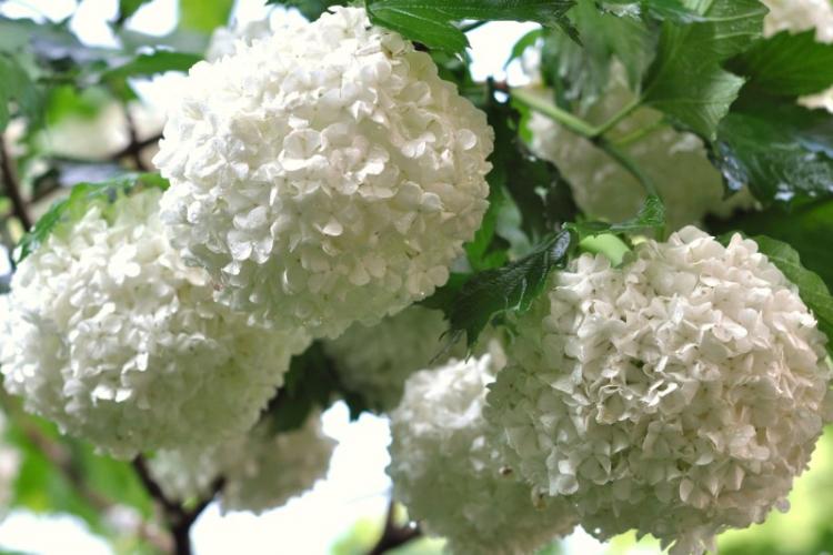 Caractéristiques générales - Hortensia