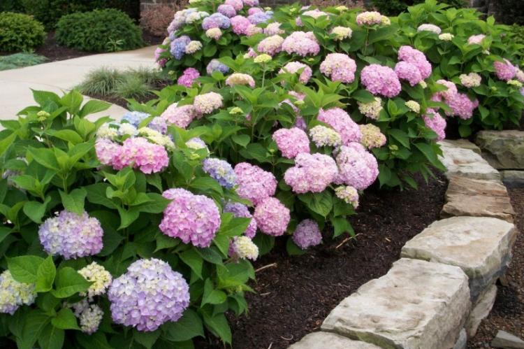 Hortensia à grandes feuilles - Espèces d'hortensias