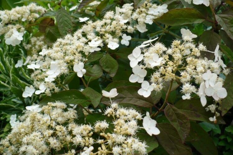 Hortensia Bretschneider - Types d'hortensias