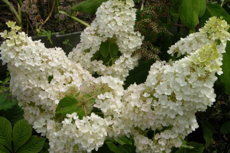 Hortensia panicule - Types d'hortensia