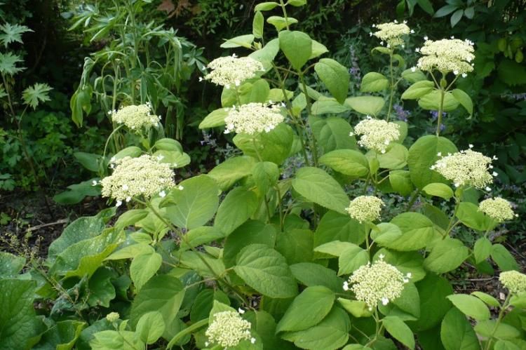 Hortensia frêne - Types d'hortensia