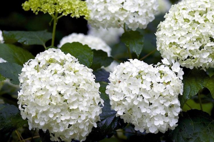 Arrosage - Soin Hortensia