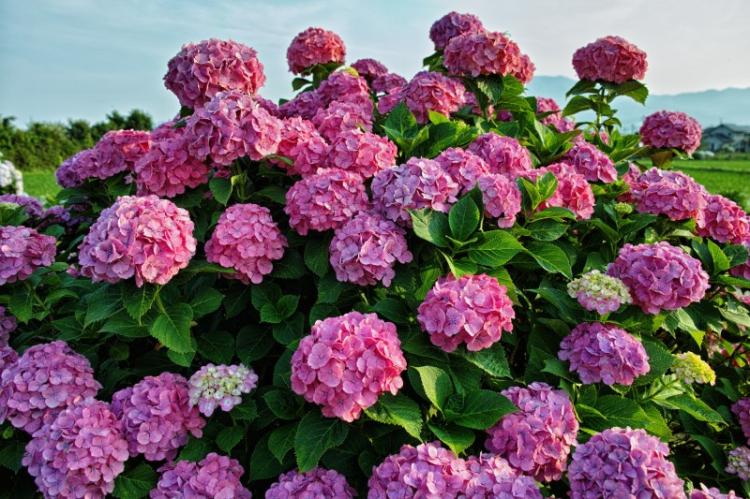 Taille - Soin de l'hortensia